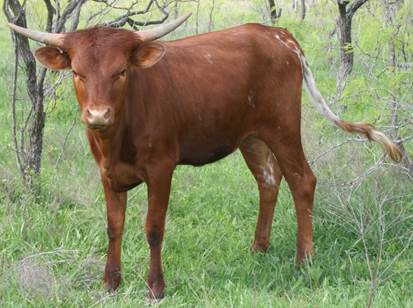 A picture containing grass, cow, outdoor, field

Description automatically generated