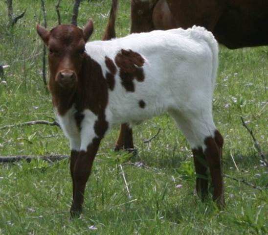 A picture containing grass, cow, outdoor, field

Description automatically generated