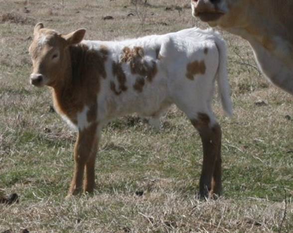 A cow standing in a field

Description automatically generated with low confidence