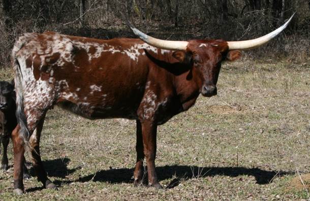 A couple of cows stand in a field

Description automatically generated with medium confidence