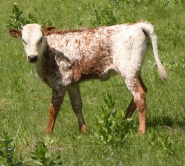 A cow standing in a field

Description automatically generated with medium confidence