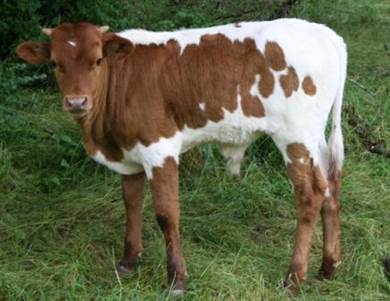 A cow standing in a field

Description automatically generated with medium confidence