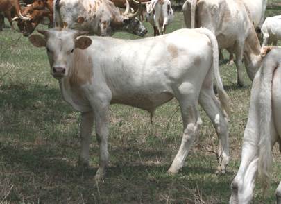 A group of cows in a field

Description automatically generated with medium confidence