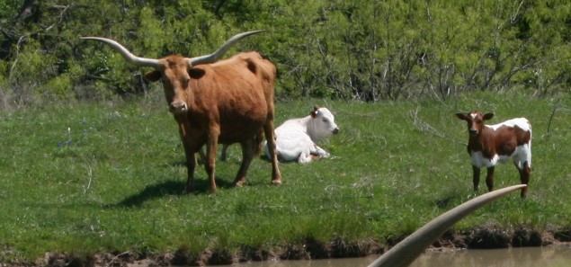 A picture containing grass, cow, outdoor, tree

Description automatically generated