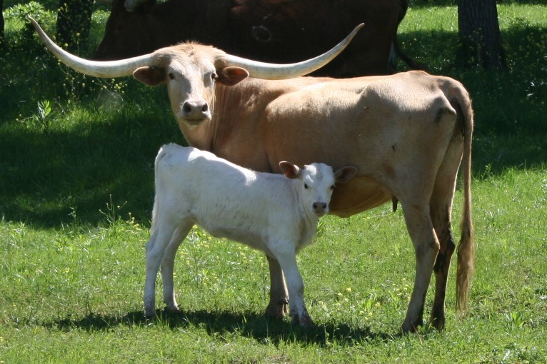 A couple of cows stand in a field

Description automatically generated with low confidence