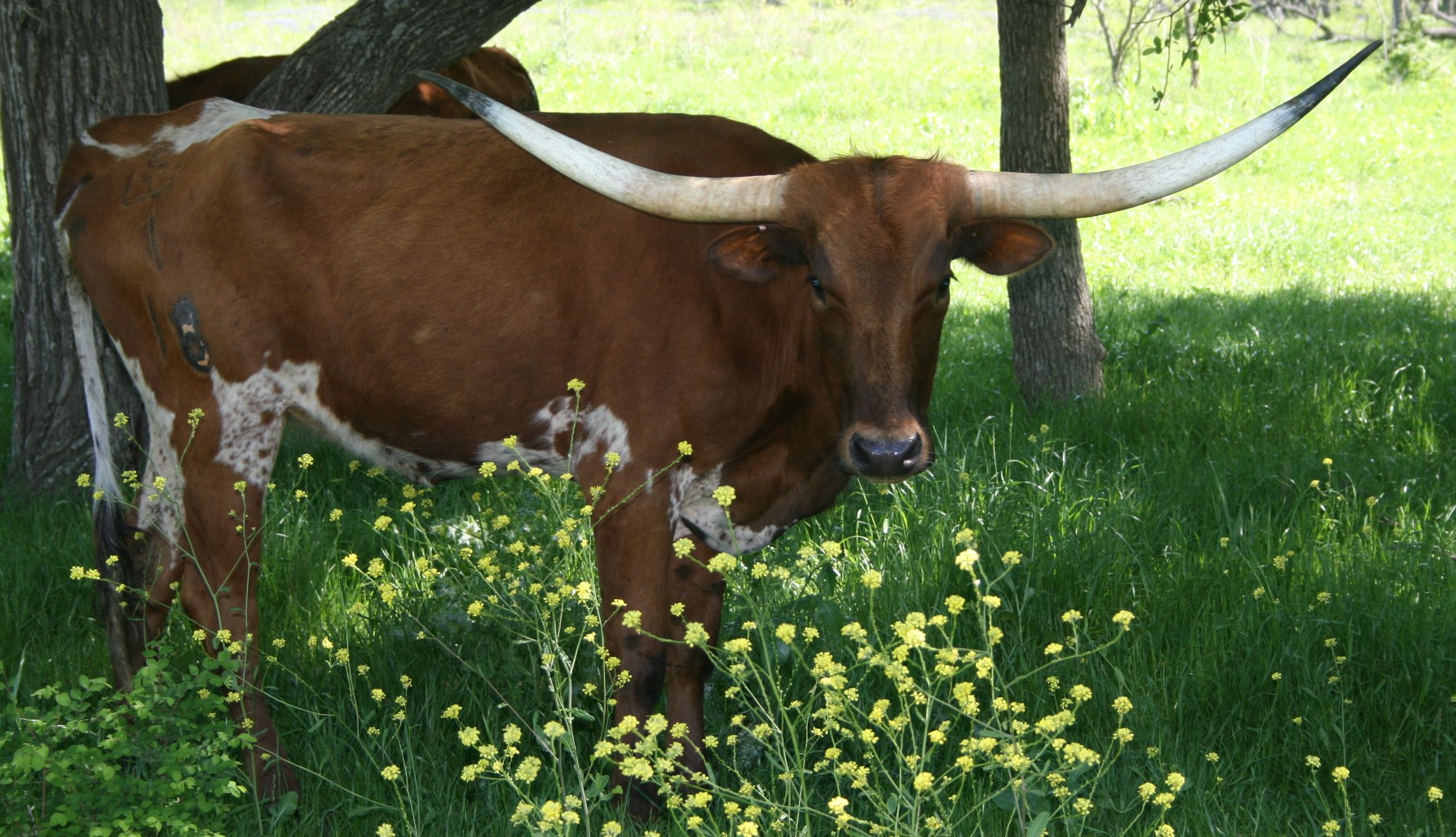 A cow standing in a field

Description automatically generated with low confidence