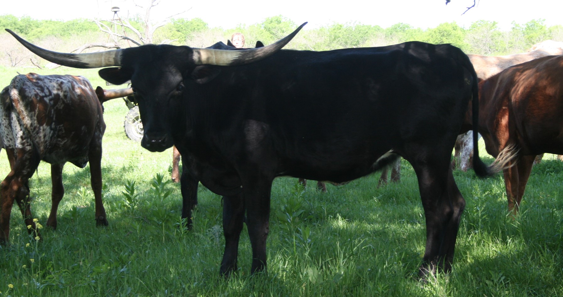 A group of animals stand in a field

Description automatically generated with low confidence