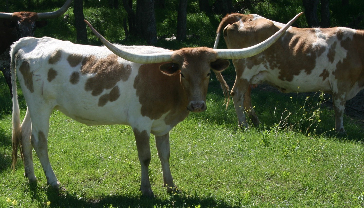 A picture containing grass, cow, outdoor, field

Description automatically generated