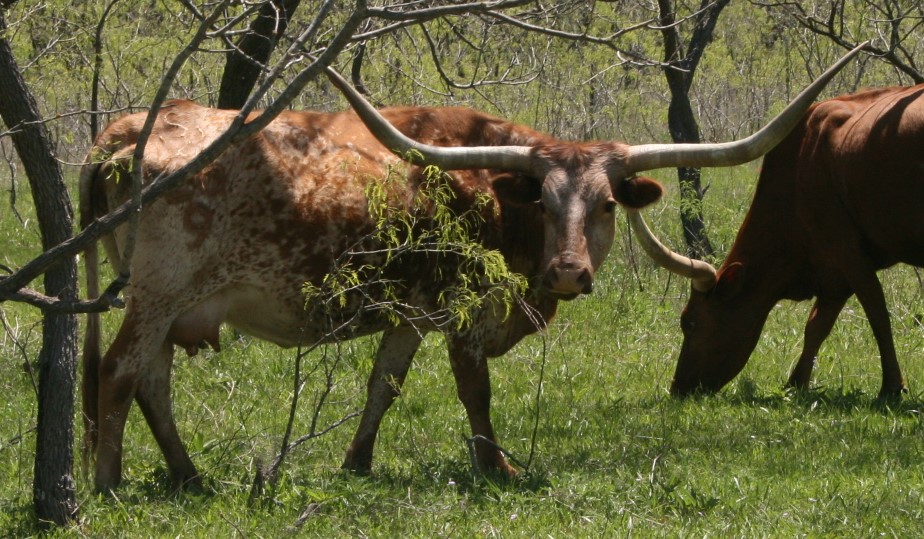 A picture containing grass, outdoor, cow, tree

Description automatically generated