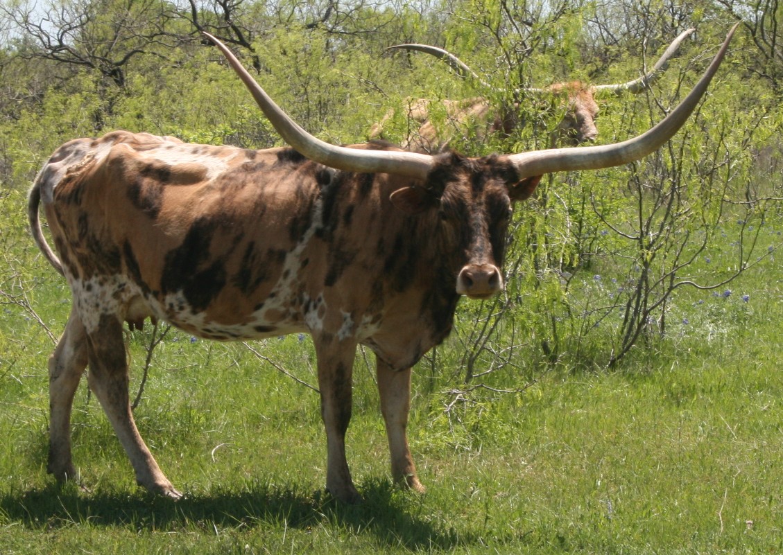 A picture containing grass, outdoor, tree, cow

Description automatically generated