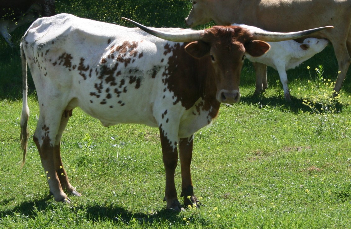 A picture containing grass, cow, outdoor, mammal

Description automatically generated