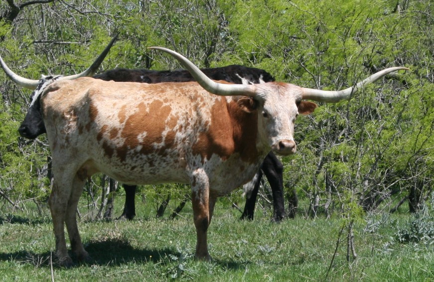 A couple of animals stand near each other

Description automatically generated with low confidence