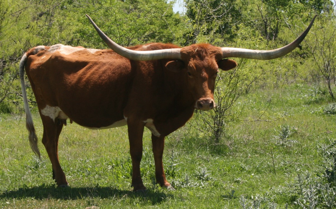 A picture containing grass, outdoor, cow, field

Description automatically generated